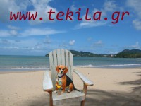 /album/www-tekila-gr12/a1019929-my-dog-p-jpg1/